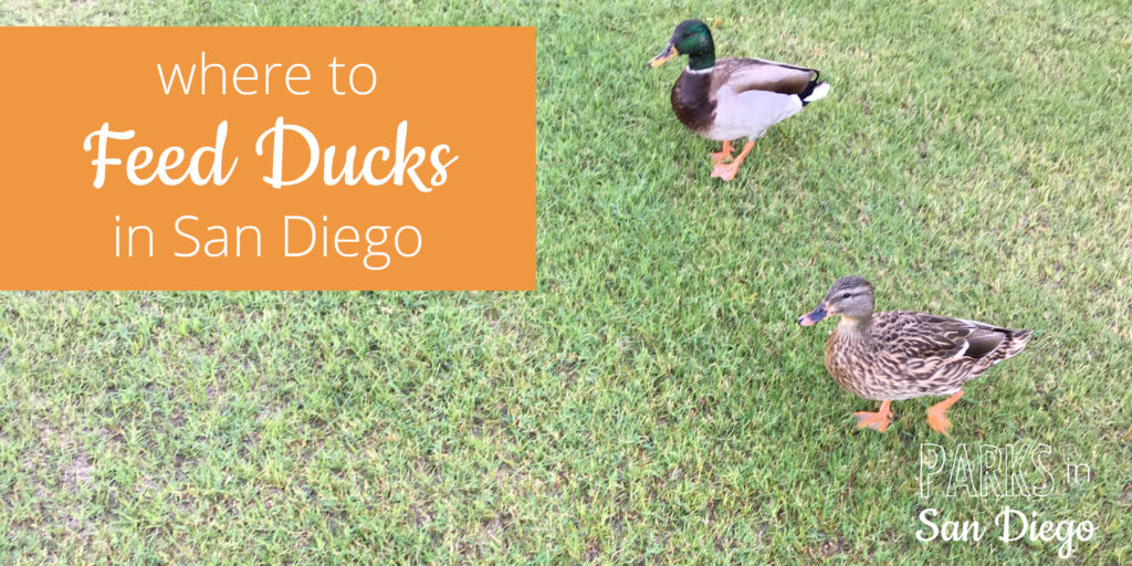 Where To See And Feed Ducks In San Diego Parks In San Diego,Small Camping Trailers Near Me